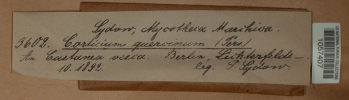 Peniophora quercina image